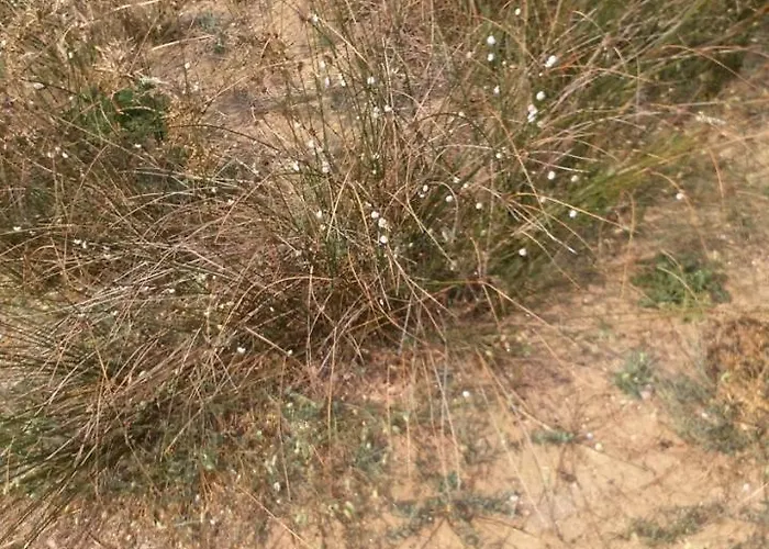 Ninske Vodice 公寓